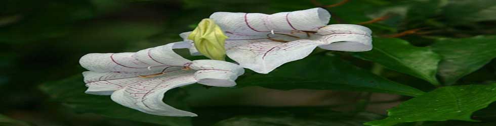 orchideja